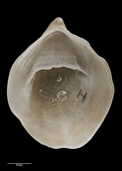 Maoricrypta youngi