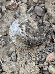 Astragalus eurekensis