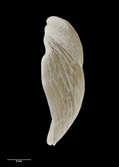 Maoricrypta youngi