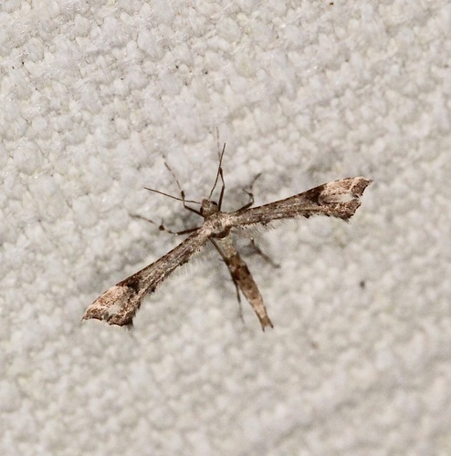 Platyptilia farfarellus, 2026-07-10