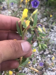 Camissoniopsis ignota
