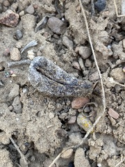 Astragalus eurekensis