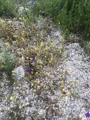 Camissoniopsis ignota