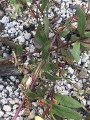 Camissoniopsis ignota
