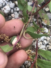 Camissoniopsis ignota