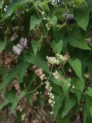 Antigonon