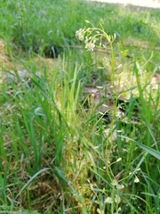 Draba muralis