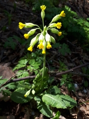 Primula