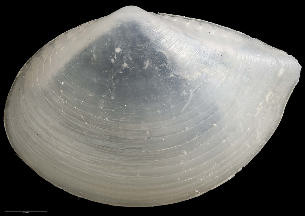Ledellinae