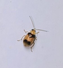 Monolepta bifasciata