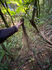 Euterpe edulis, photograph (c) Rafael Silva, some rights reserved (CC BY-SA)