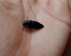 Belionota