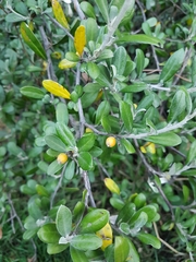 Corokia