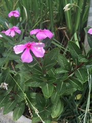 Catharanthus roseus