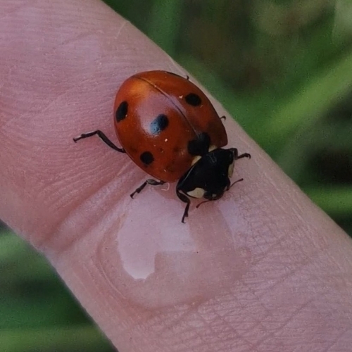 Seven-spotted Lady Beetle