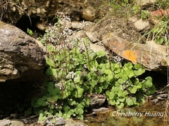 Petasites formosanus