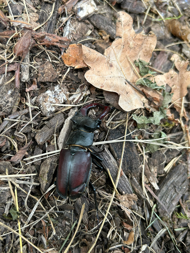 European Stag Beetle