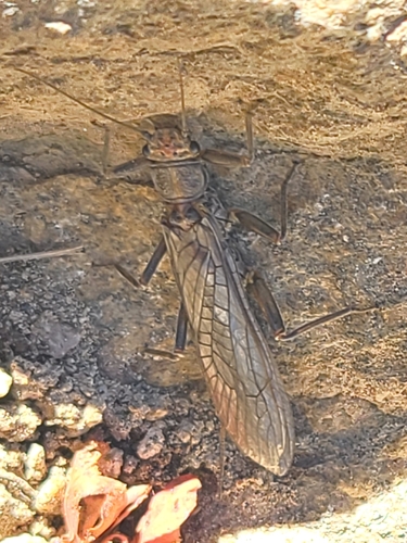 iNaturalist observation photo of Golden Stone