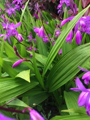 Bletilla striata