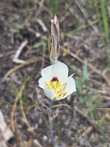 Calochortus nuttallii, photograph 3