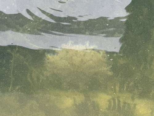 Cassiopea, 2026-07-10