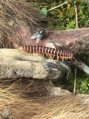 Semionellus placidus