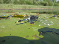 Leucorrhinia caudalis