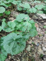 (c) Anastasiia Samokhvalova, some rights reserved (CC BY) Pachyphragma macrophyllum, photograph (c) Anastasiia Samokhvalova, some rights reserved (CC BY)