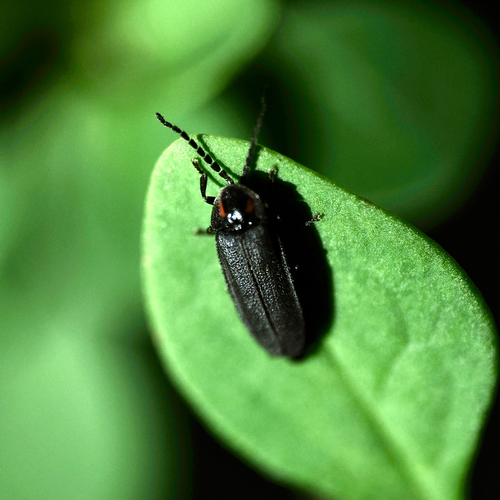 Dotted Firefly