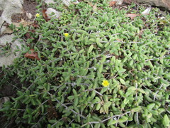 Delosperma echinatum