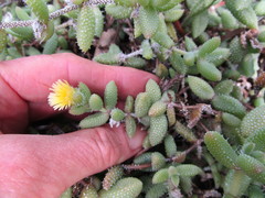 Delosperma echinatum