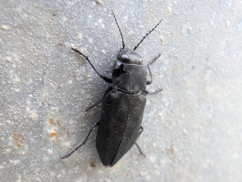 Black Fire Beetle photo 3