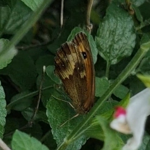 Gatekeeper