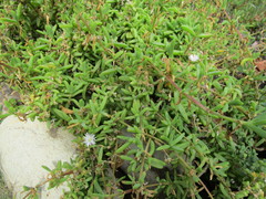 Delosperma inconspicuum