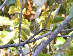 Setophaga tigrina