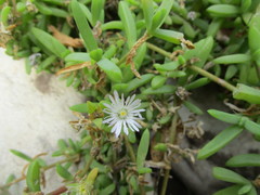 Delosperma inconspicuum