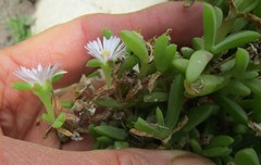 Delosperma inconspicuum