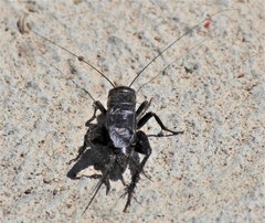 Gryllus saxatilis
