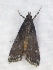 Langessa nomophilalis