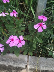 Catharanthus roseus