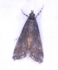 Langessa nomophilalis