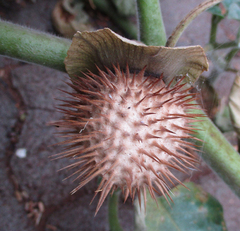 Datura innoxia image