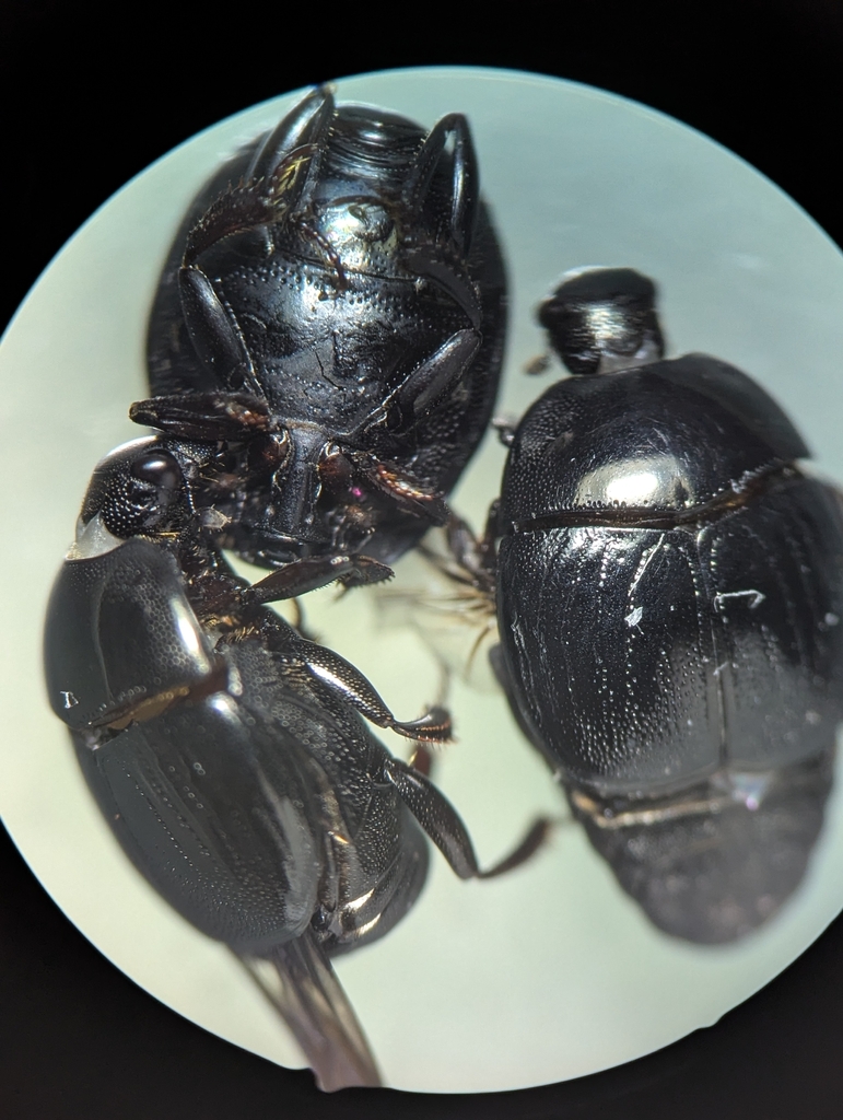 Euspilotus assimilis