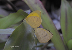 Eurema herla