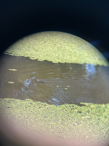 Coypu