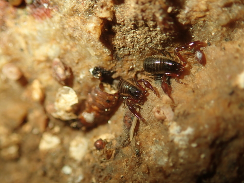 Shore Neobisid