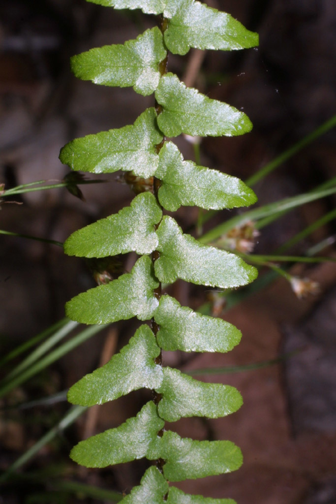 ebony spleenwort (Clay Hill Memorial Forest Plants- Feather Creek ...