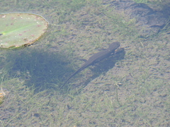 Cynops pyrrhogaster