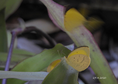 Eurema herla