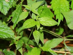 Mercurialis leiocarpa
